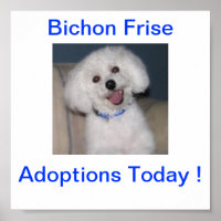 Bichon Frise Adoption Heute unterzeichnen