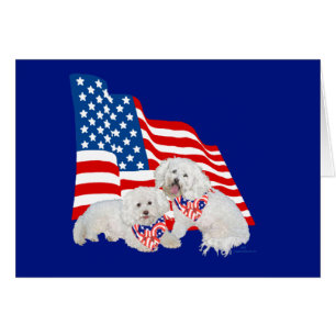 Bichon Frise Amerikanische Flagge