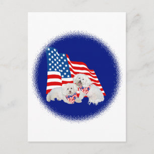 Bichon Frise Amerikanische Flagge Postkarte