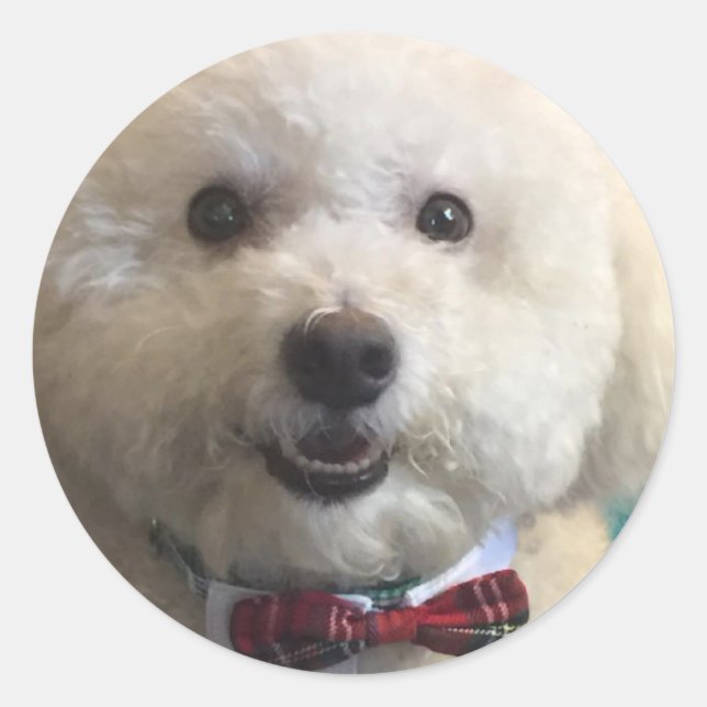 Bichon Frise - Aufkleber (Vorderseite)