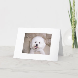 Bichon Frise Dankeskarte