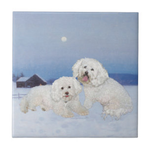 Bichon Frise Dezember Abend Fliese