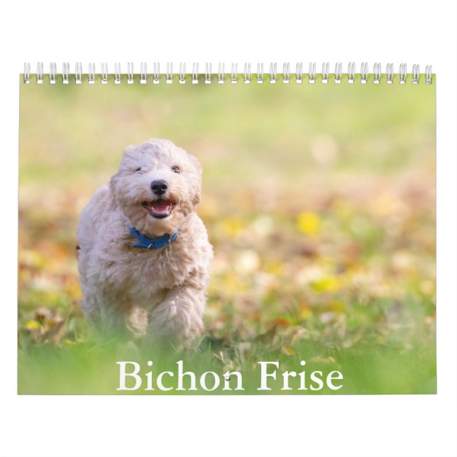Bichon Frise dog Calendar Kalender (Titelbild)