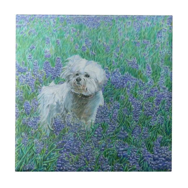 Bichon Frise Fliese (Vorderseite)