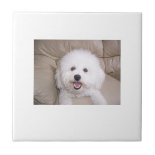 Bichon Frise Fliese