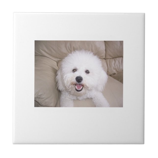 Bichon Frise Fliese (Vorderseite)