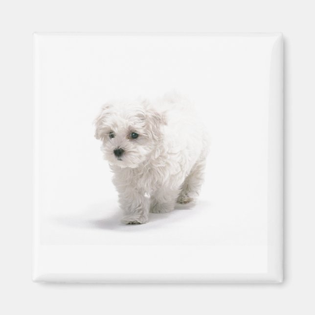 Bichon Frise Foto Magnet (Vorne)