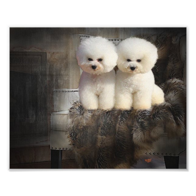Bichon Frise Fotodruck (Vorne)