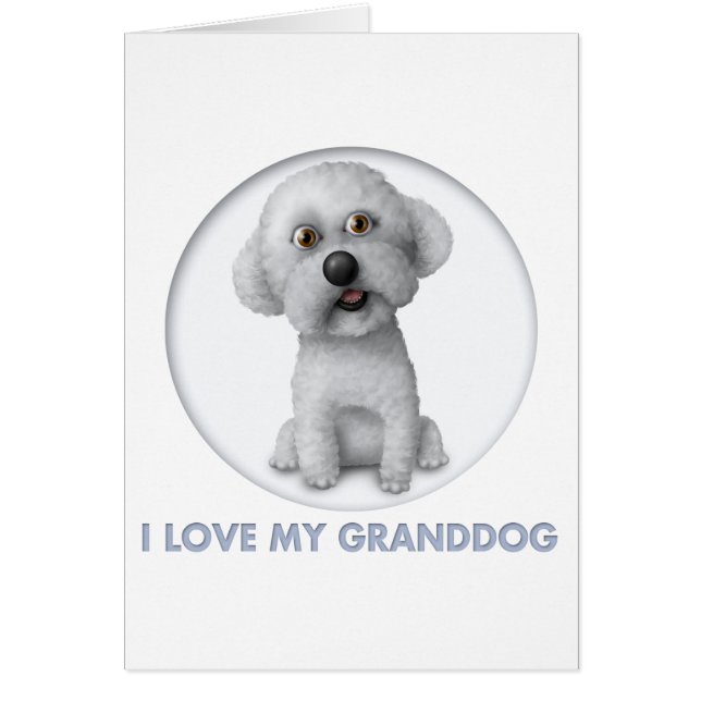 Bichon Frise Grand-chien (Devant)