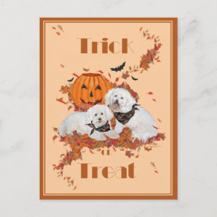 Bichon Frise Halloween Postkarte
