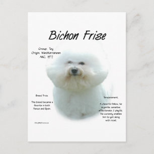 Bichon Frise History; alles über Bichon Frise Postkarte