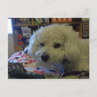 Bichon Frise Hund Postkarte