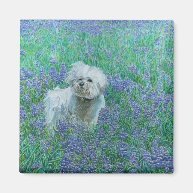 Bichon Frise in Bluebonnets Magnet (Vorne)
