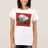 Bichon Frise Ladys Tom