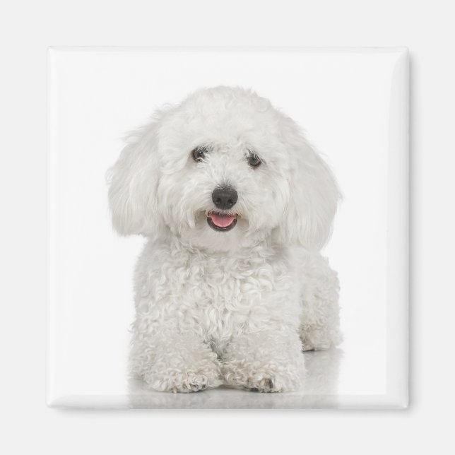 Bichon Frise Magnet (Devant)