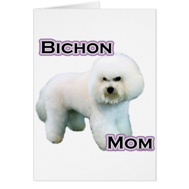 Bichon Frise Maman 4 (Devant)