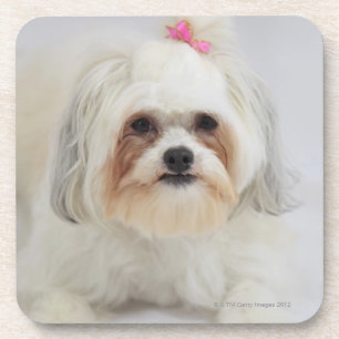 bichon frise mit einem rosa Bogen in ihm ist Haar Getränkeuntersetzer