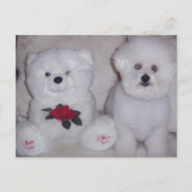 Bichon frise mit weißem Teddybär. Postkarte (Vorderseite)