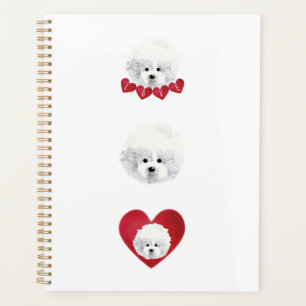 Bichon Frise _ mix _ Planer