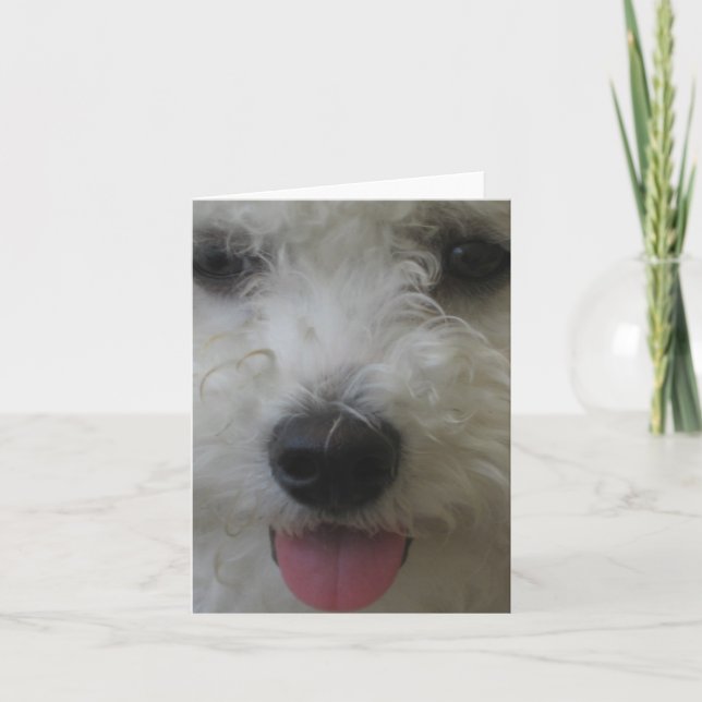 Bichon Frise - Notecard Karte (Vorderseite)