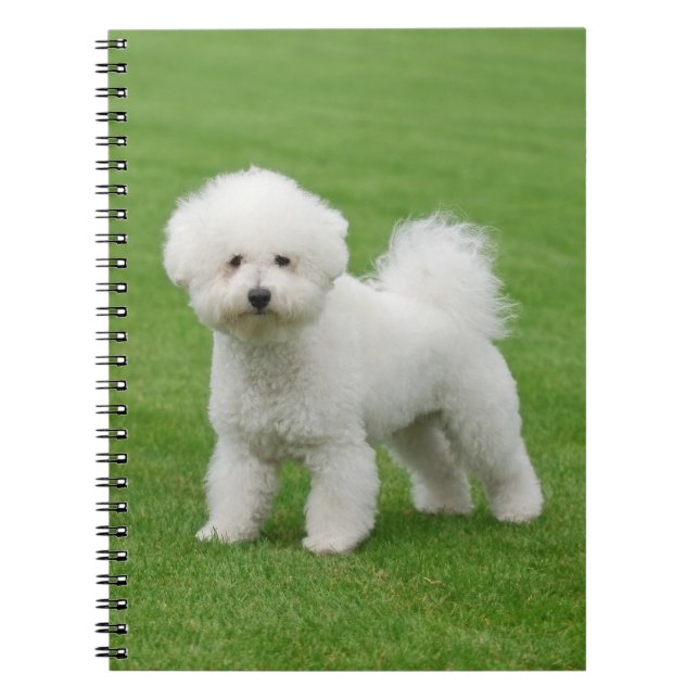 Bichon Frise Notizblock (Vorderseite)