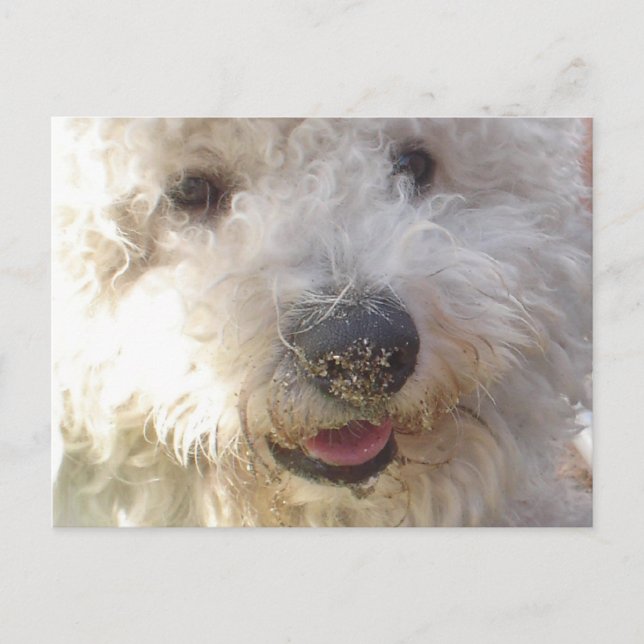 Bichon Frise Postcard Postkarte (Vorderseite)