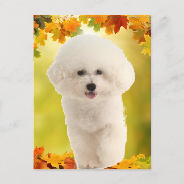 Bichon Frise Postkarte (Vorderseite)