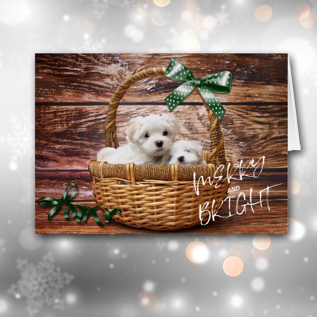 Bichon Frise Puppies in Basketball Weihnachtskarte (Von Creator hochgeladen)
