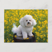 Bichon Frise Puppy Dog Blank Grußkarte