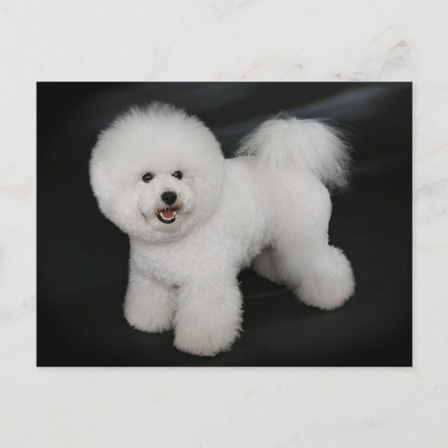 Bichon Frise Puppy Dog Blank Grußkarte Postkarte (Vorderseite)