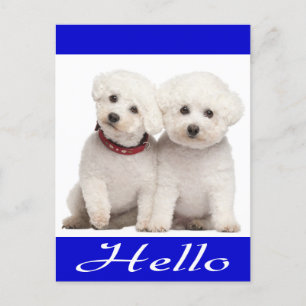 Bichon Frise Puppy Dog Hallo Grußkarte Post Card Postkarte