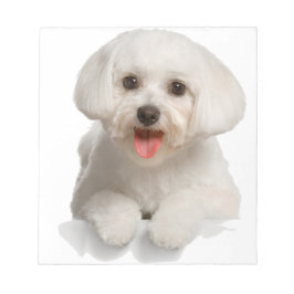 Bichon Frise Puppy Notizblock
