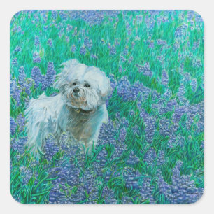 Bichon Frise Quadratischer Aufkleber