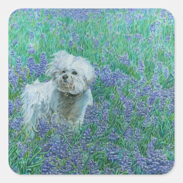 Bichon Frise Quadratischer Aufkleber (Vorderseite)