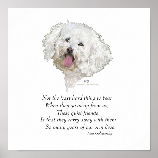 Bichon Frise Regenbogenbrücke Poster (Vorne)