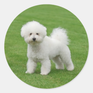 Bichon Frise Runder Aufkleber