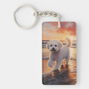 Bichon frisé Sandy Paws sur la plage au coucher du