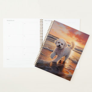Bichon Frise Sandy Paws sur la plage au coucher du