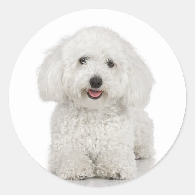 Bichon Frise Sticker (Vorderseite)