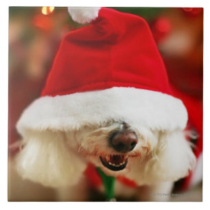 Bichon Frise Welpe, der Sankt-Kostüm trägt Fliese
