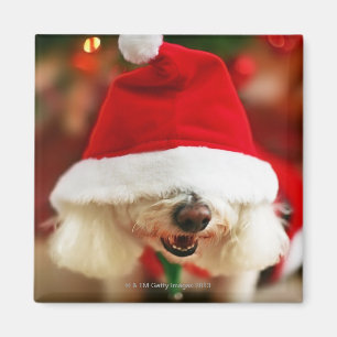 Bichon Frise Welpe, der Sankt-Kostüm trägt Magnet