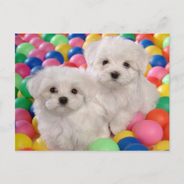Bichon Frise Welpe Doppy Blank Post Card Postkarte (Vorderseite)