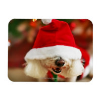 Bichon Frise-Welpe mit Santa-Kostüm