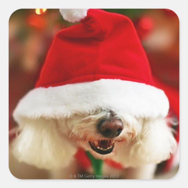 Bichon Frise-Welpe mit Santa-Kostüm Quadratischer Aufkleber (Vorderseite)
