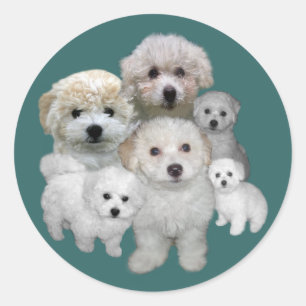 Bichon Frise Welpen-Aufkleber Runder Aufkleber