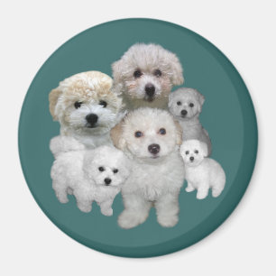 Bichon Frise Welpen-Magnet Magnet
