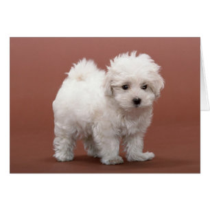Bichon Frise Welpenkarten, Porto, Geschenke