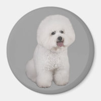 Bichon Frise Wertvoll Magnet