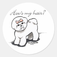 Bichon Frise zeigt mir mein Haar