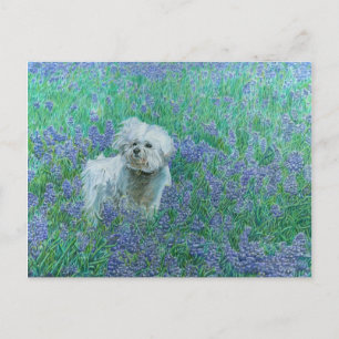 Bichon in der Blueonnets-Postkarte Postkarte